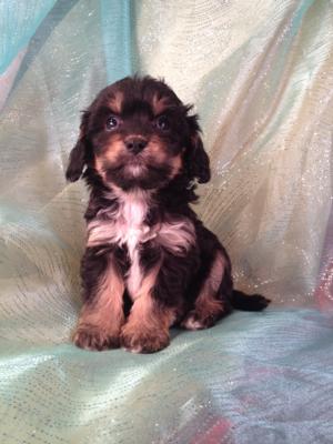 Male Cavachon Puppy for sale $575 Iowa Breeders with Black, Tan, and White Puppies. The Cavachons were born November of 2013. 